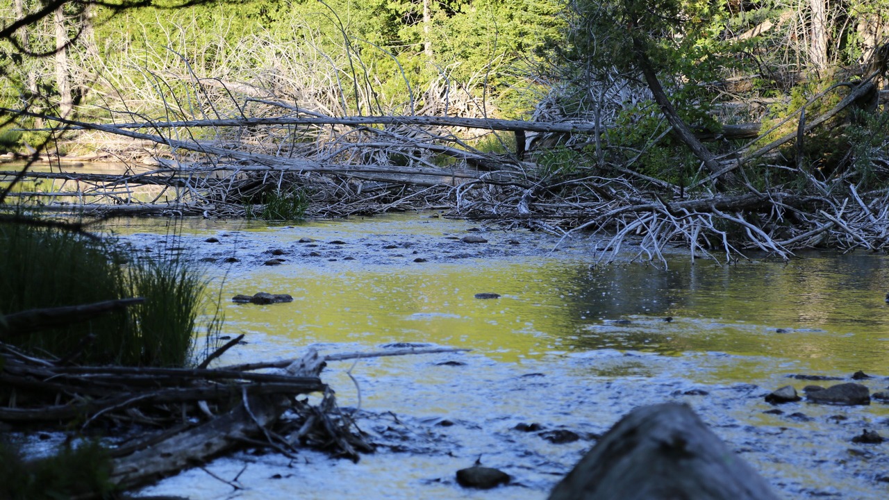 Photo of Others in Markdale