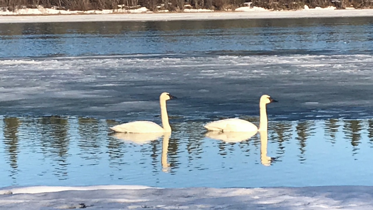 Photo of Others in Whitehorse