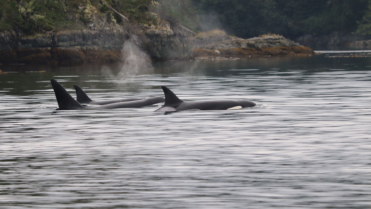 Photo of Others in Telegraph Cove