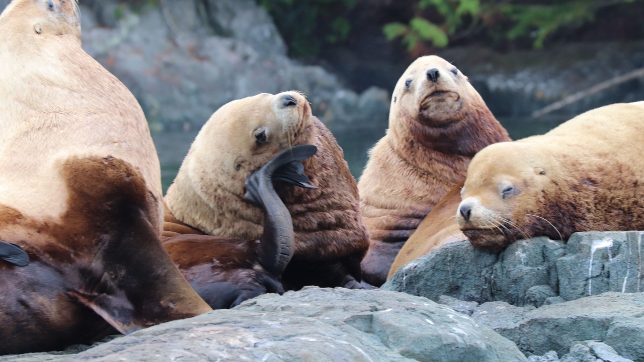 Photo of Others in Telegraph Cove
