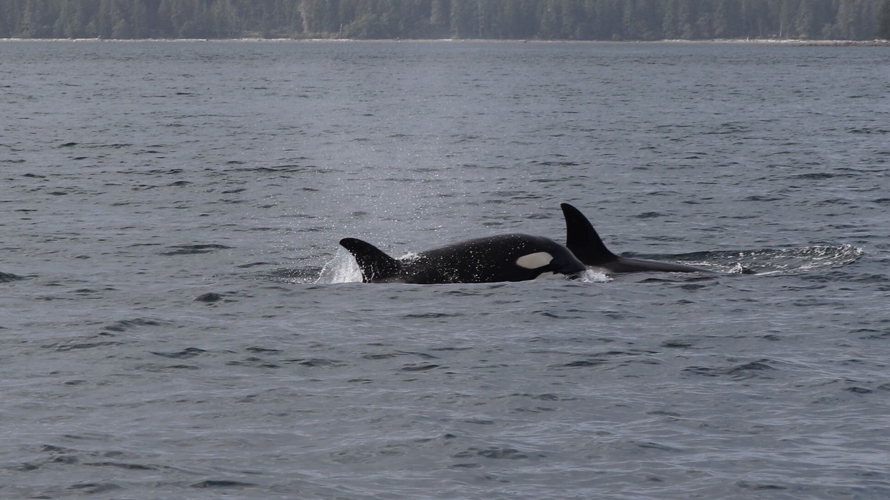 Photo of Others in Telegraph Cove