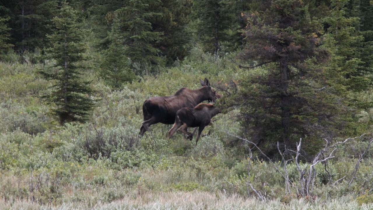 Photo of Outdoor in Toad River