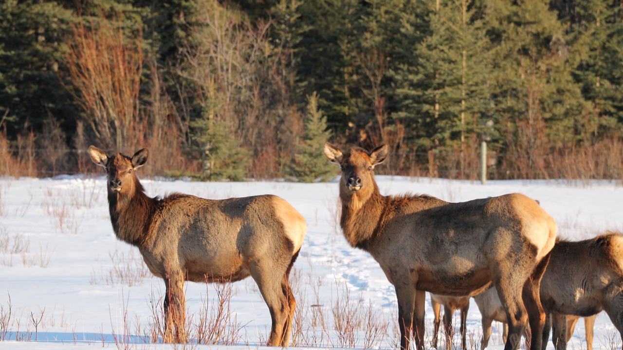 Photo of Others in Toad River