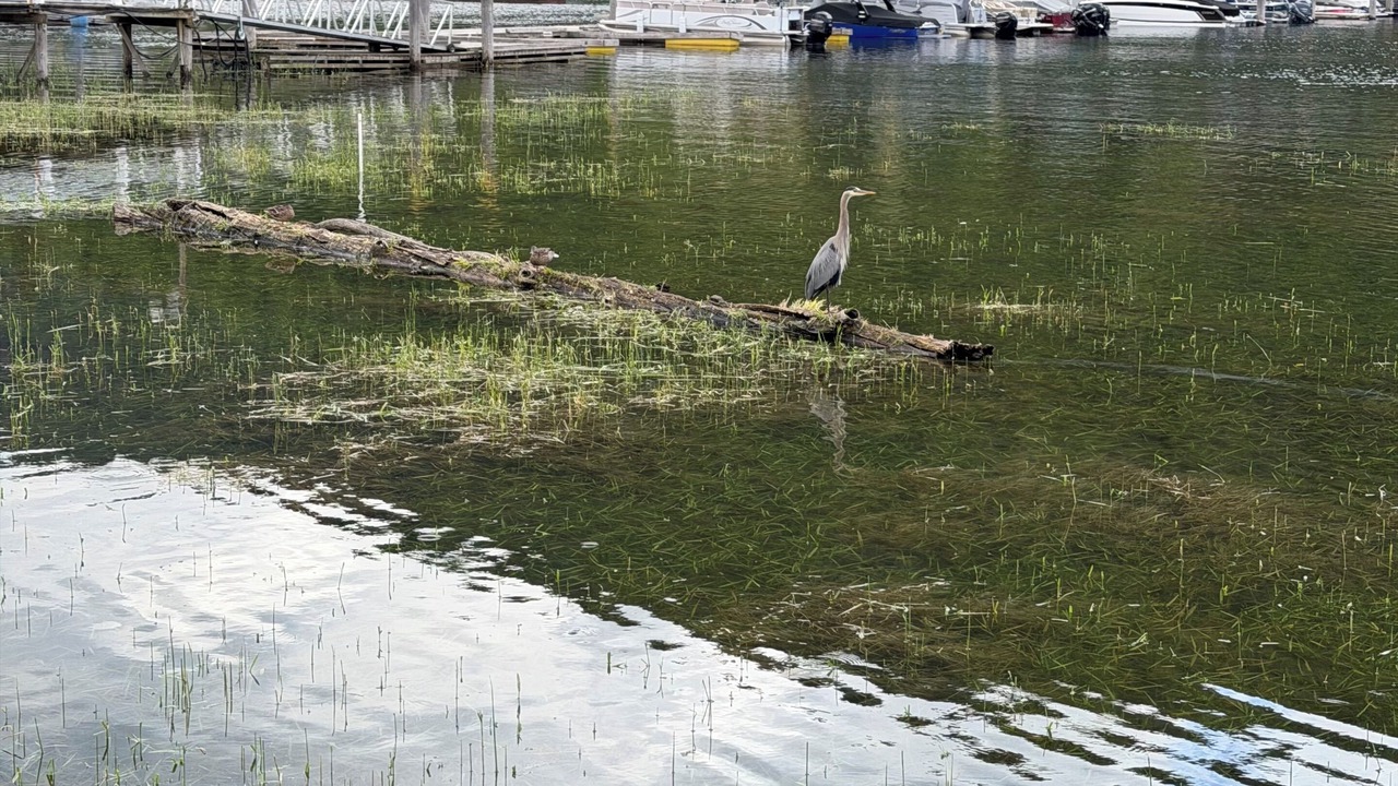 Photo of Others in Sicamous