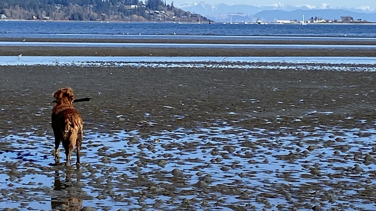 Photo of Others in Courtenay