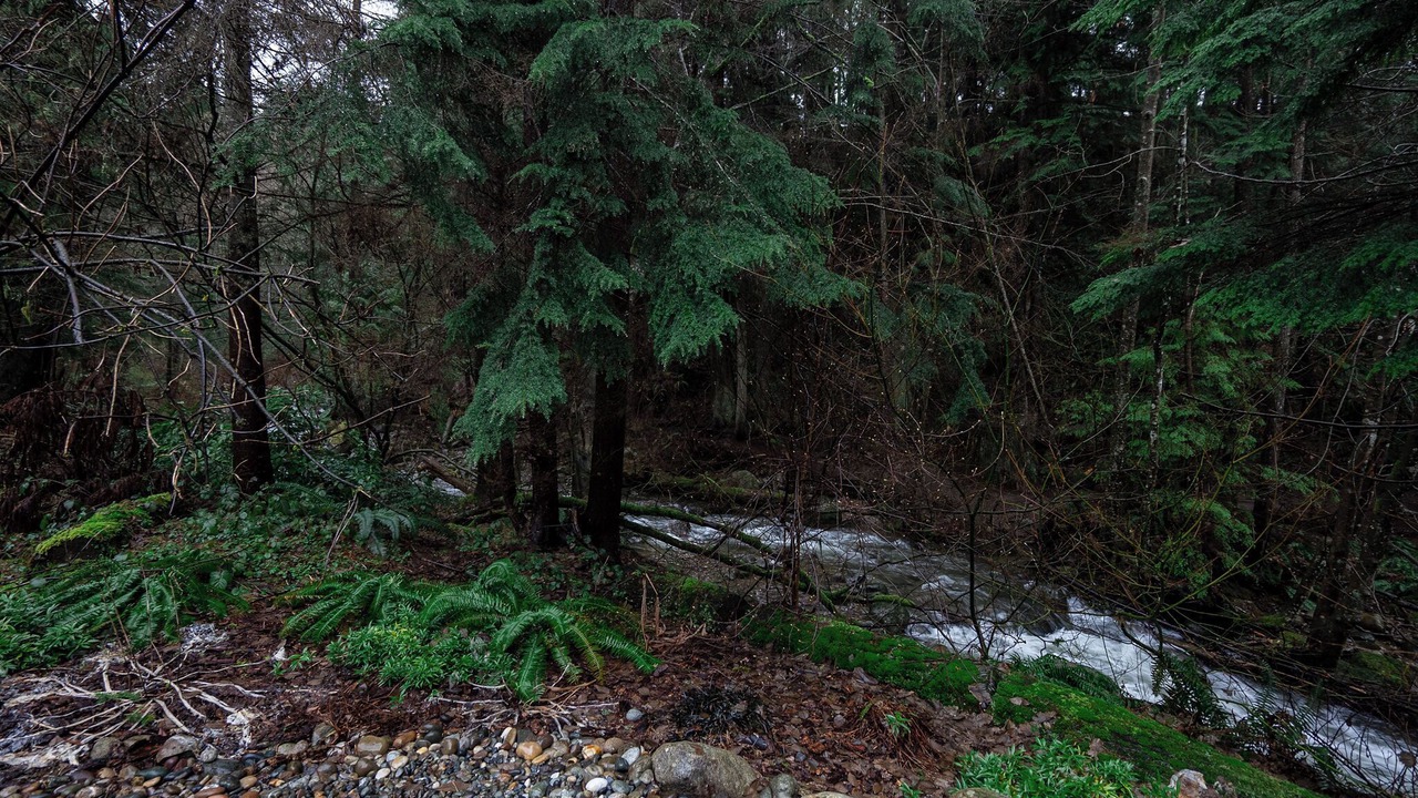 Photo of Outdoor in Lynn Valley