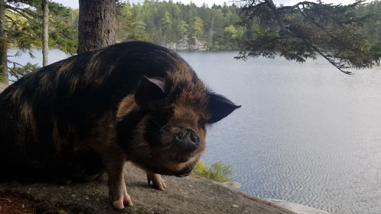 Photo of Others in Waldoboro
