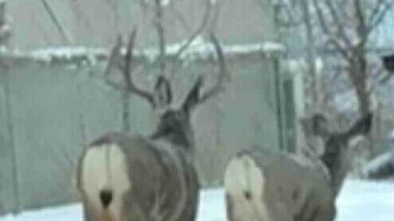 Photo of Others in Bridlewood