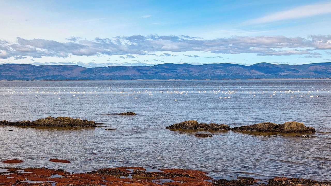 Photo of Others in Cap-Saint-Ignace