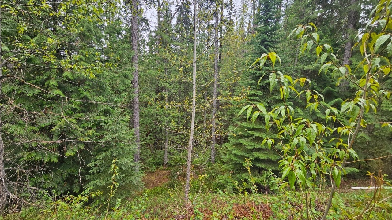 Photo of Others in East Kootenay