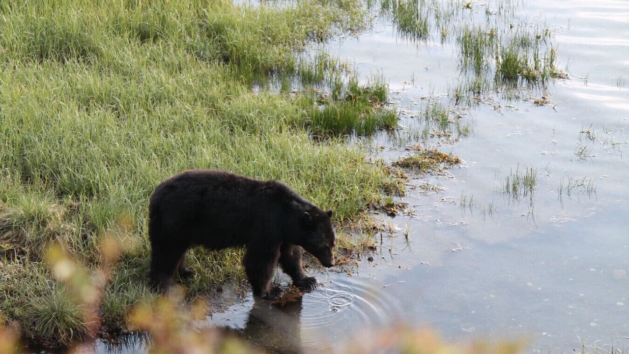 Photo of Others in Ucluelet