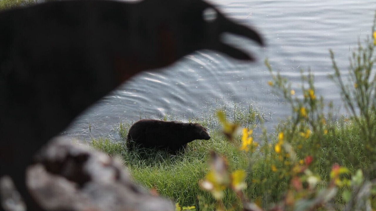 Photo of Others in Ucluelet