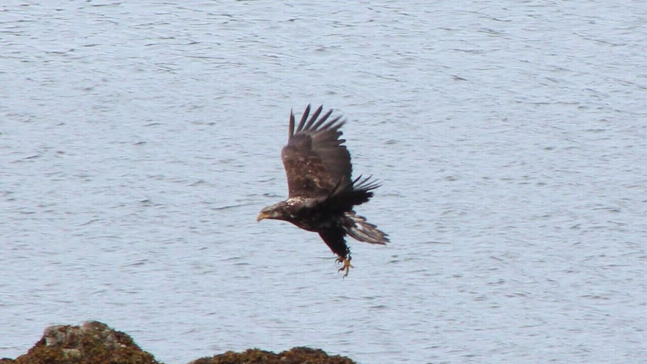 Photo of Others in Ucluelet