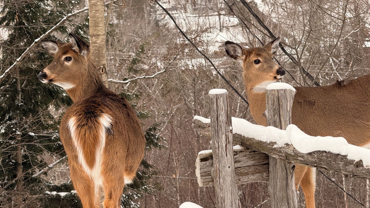 Photo of Others in Mont-Tremblant Village