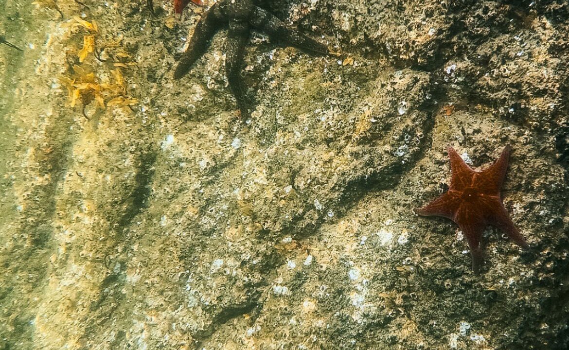 Photo of Others in Tofino