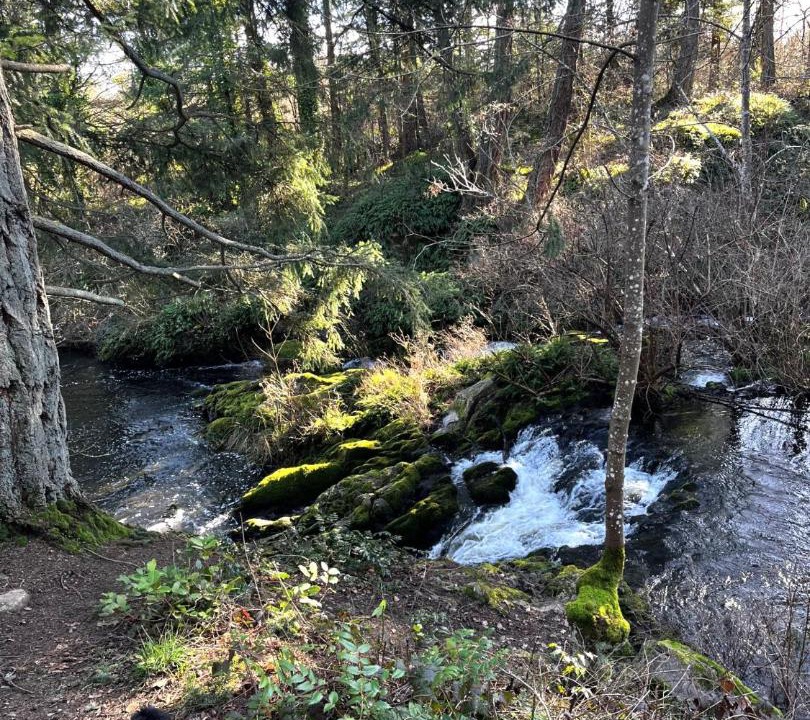 Photo of Others in Saanich West