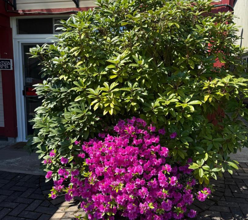 Photo of Outdoor in Seafair