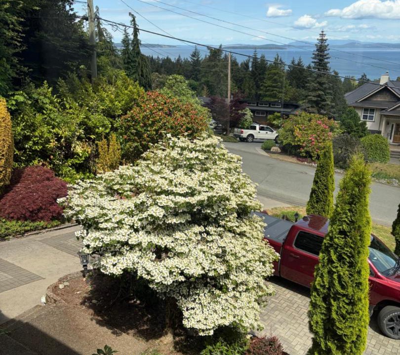 Photo of Others in Cordova Bay