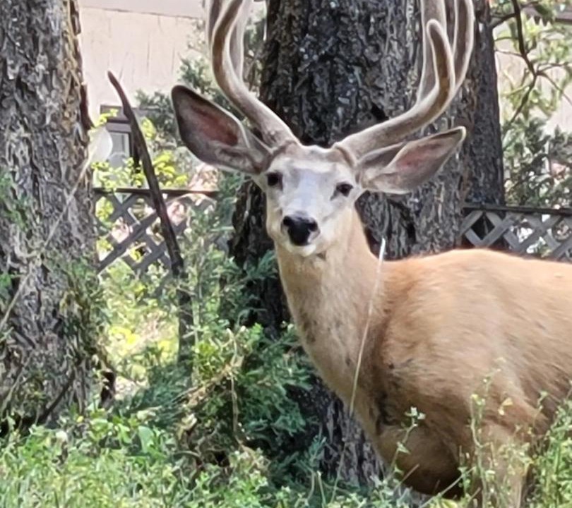 Photo of Others in Radium Hot Springs