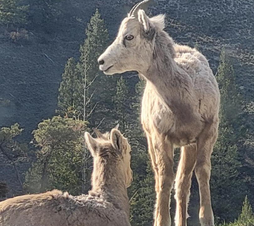 Photo of Others in Radium Hot Springs