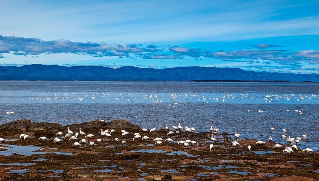 Photo of Others in Cap-Saint-Ignace