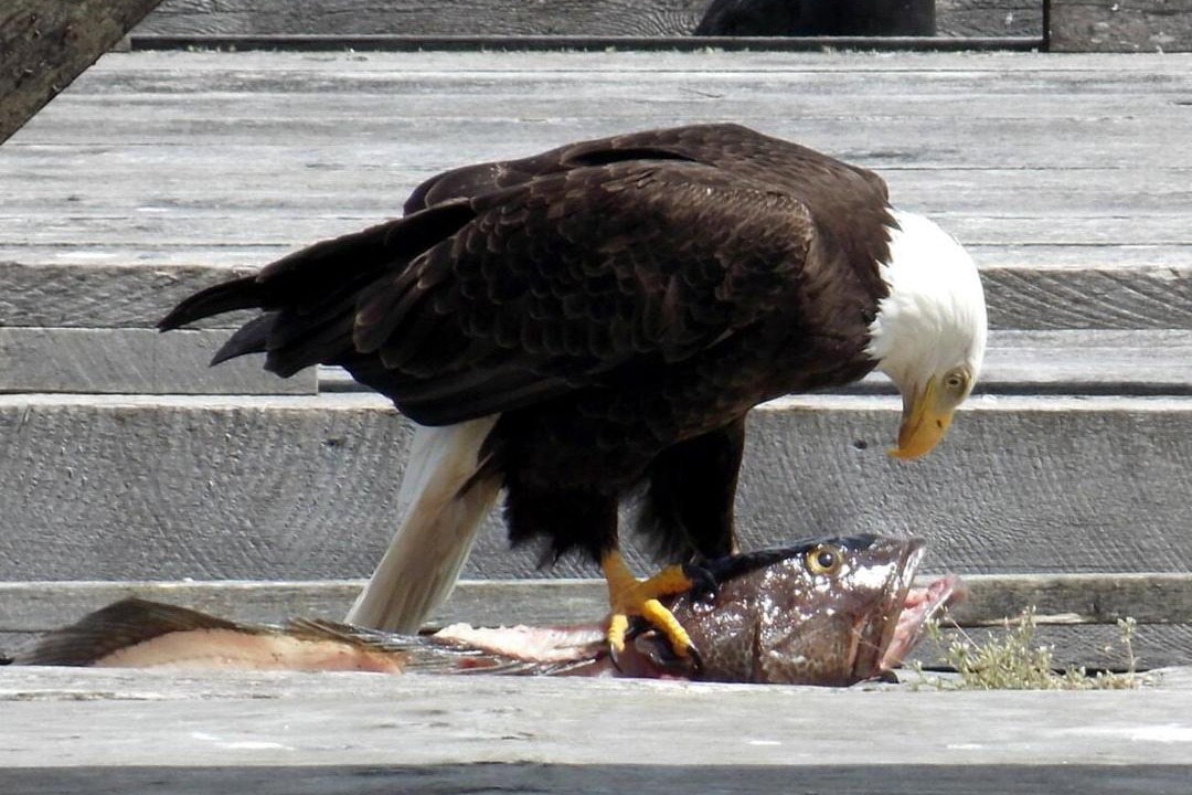 Photo of Others in Coal Harbour