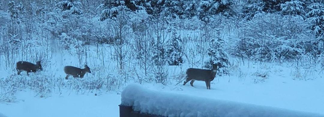 Photo of Others in Trent Lakes