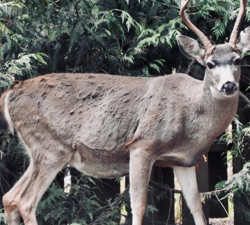 Photo of Others in Mayne Island