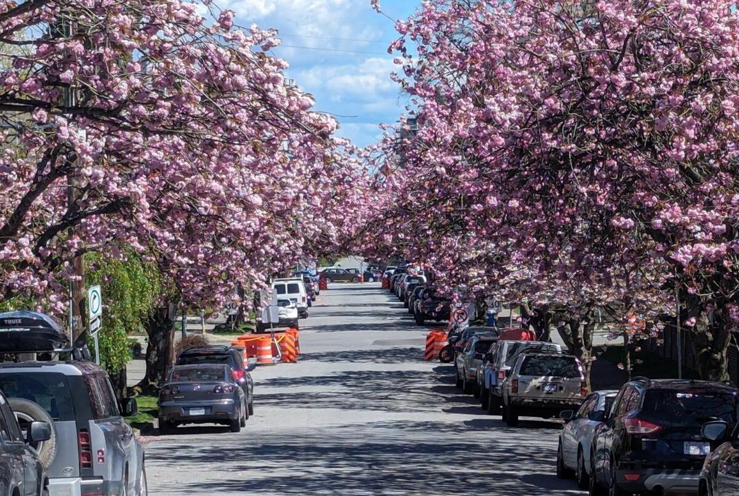 Photo of Others in Kitsilano