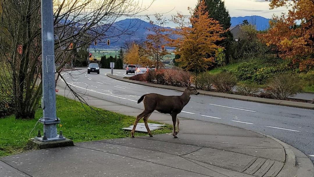 Photo of Others in Lower Sumas Mountain