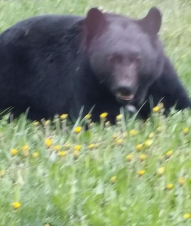 Photo of Others in Radium Hot Springs
