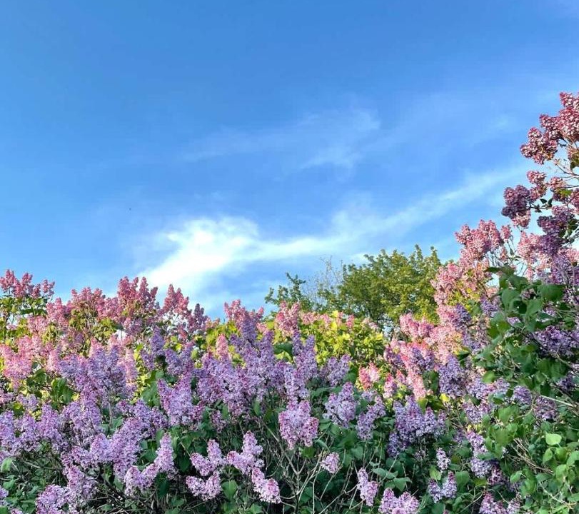 Photo of Outdoor in Ameliasburgh