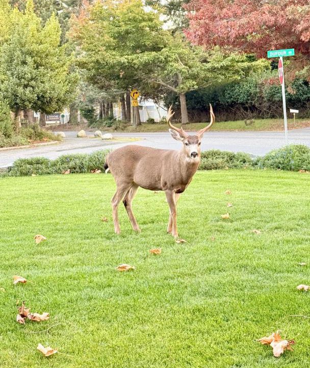 Photo of Others in Sooke