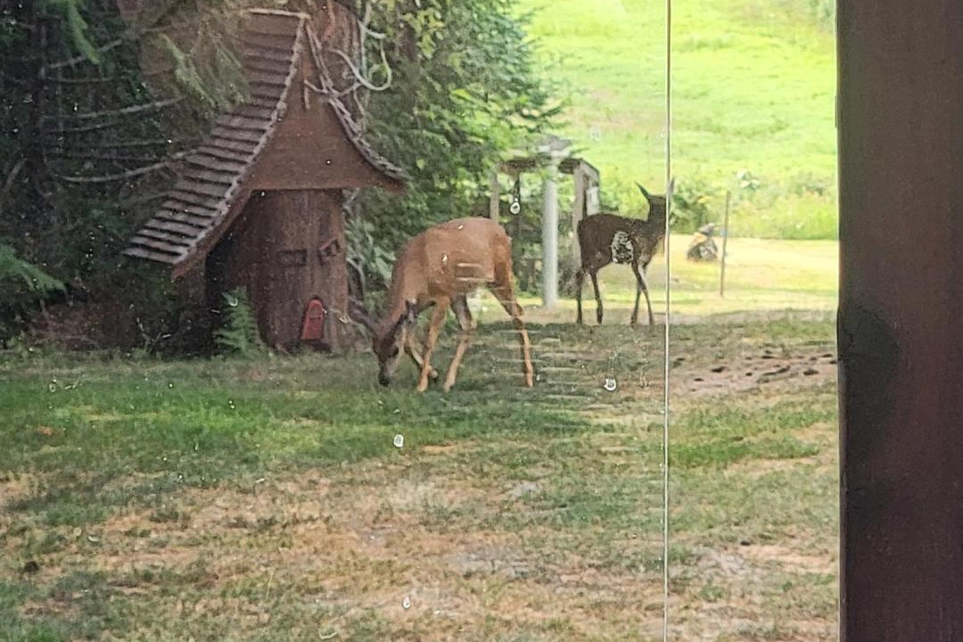 Photo of Others in Port Alberni