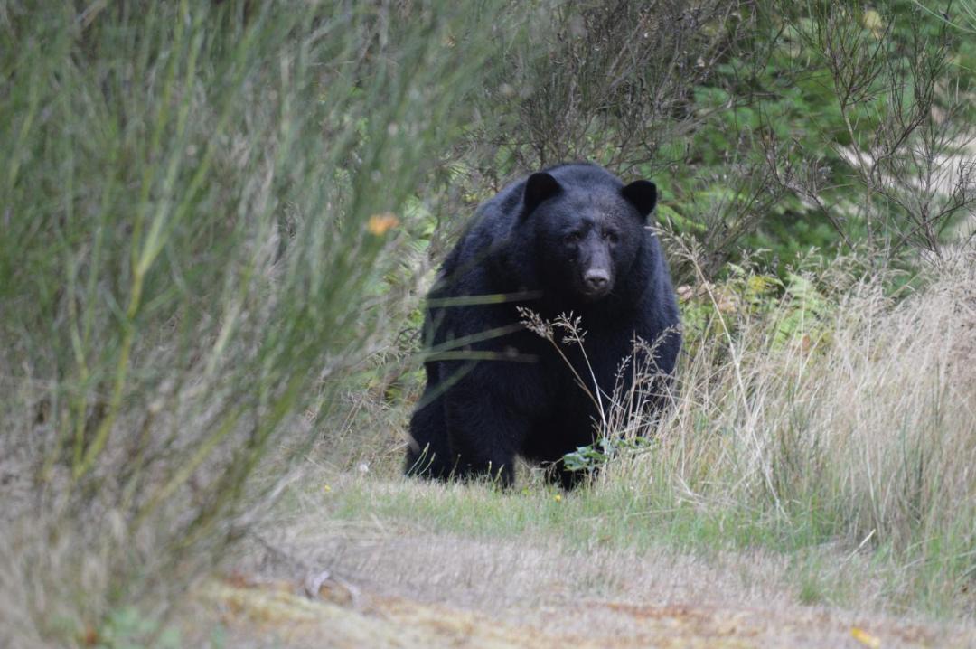 Photo of Others in Port Alberni