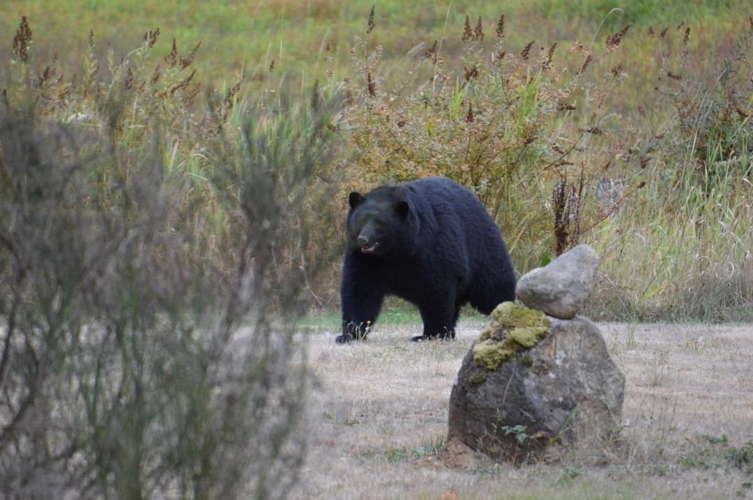 Photo of Others in Port Alberni