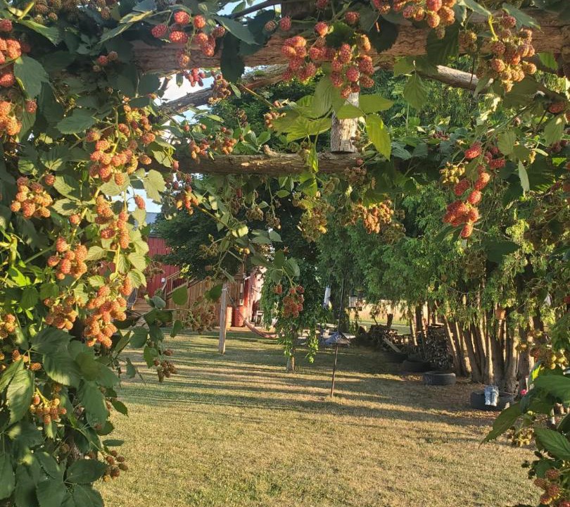 Photo of Others in Straffordville
