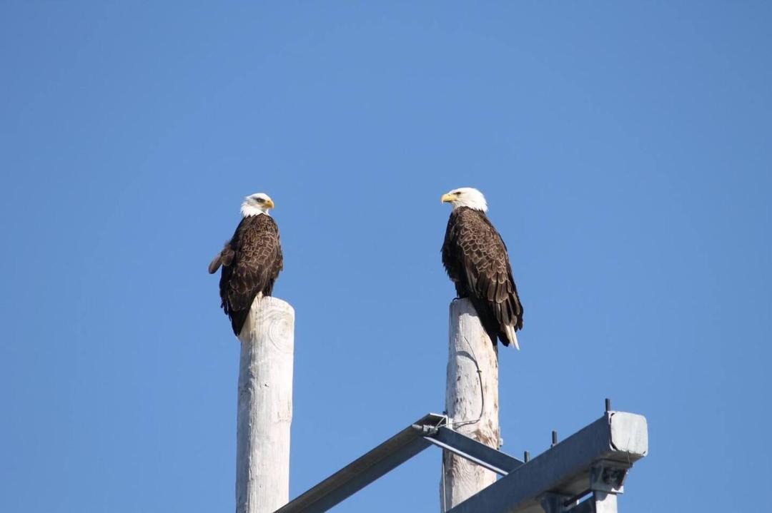 Photo of Others in Conception Bay South