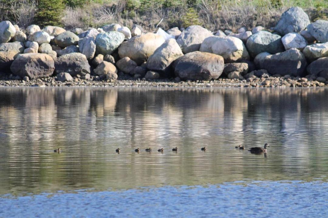 Photo of Others in Conception Bay South