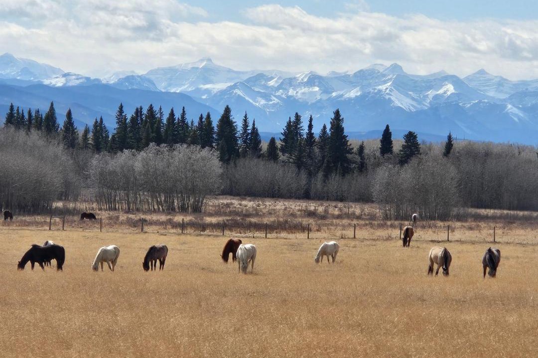 Photo of Others in Calgary