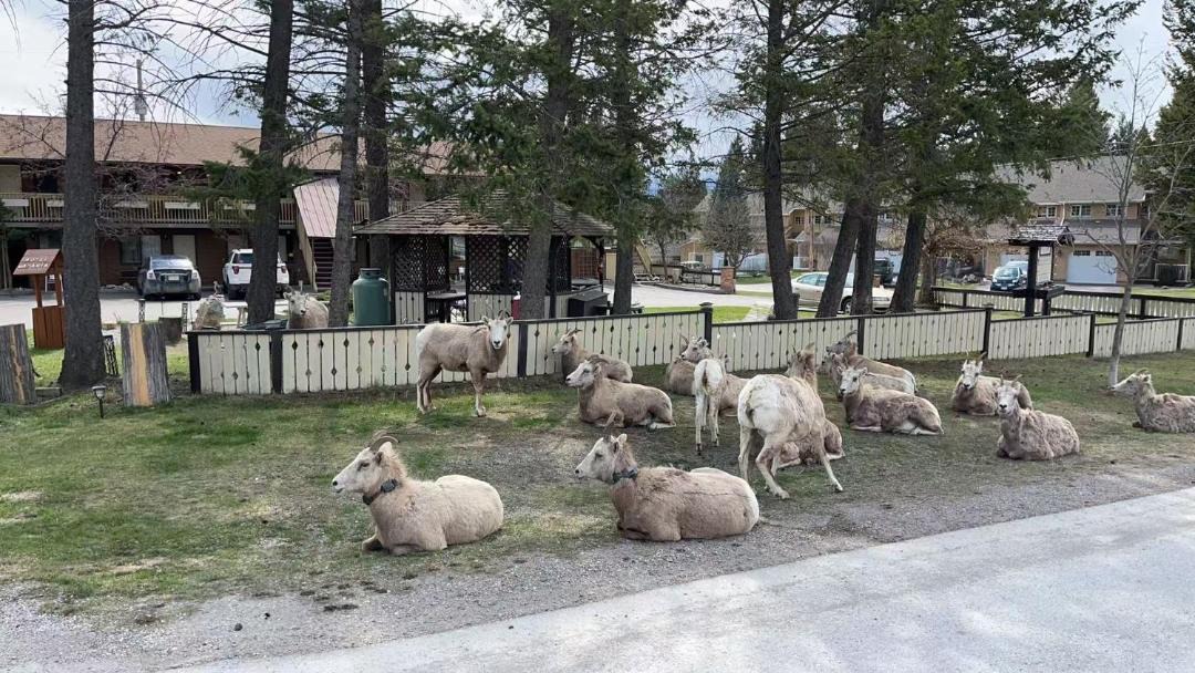 Photo of Others in Radium Hot Springs