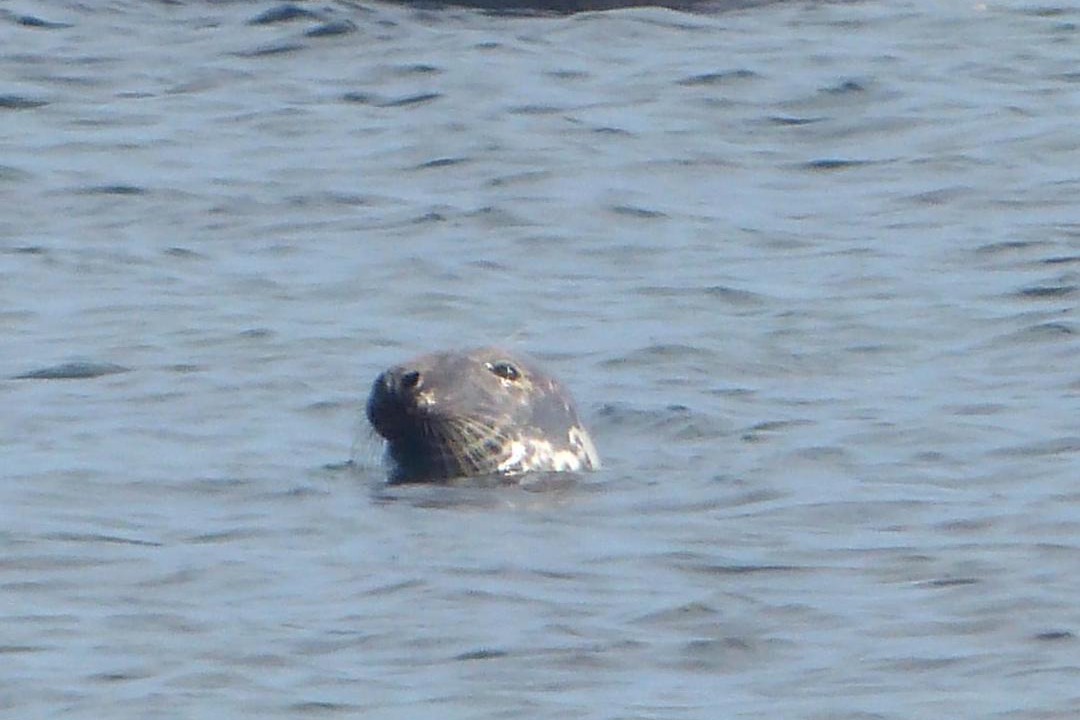Photo of Others in Shag Harbour