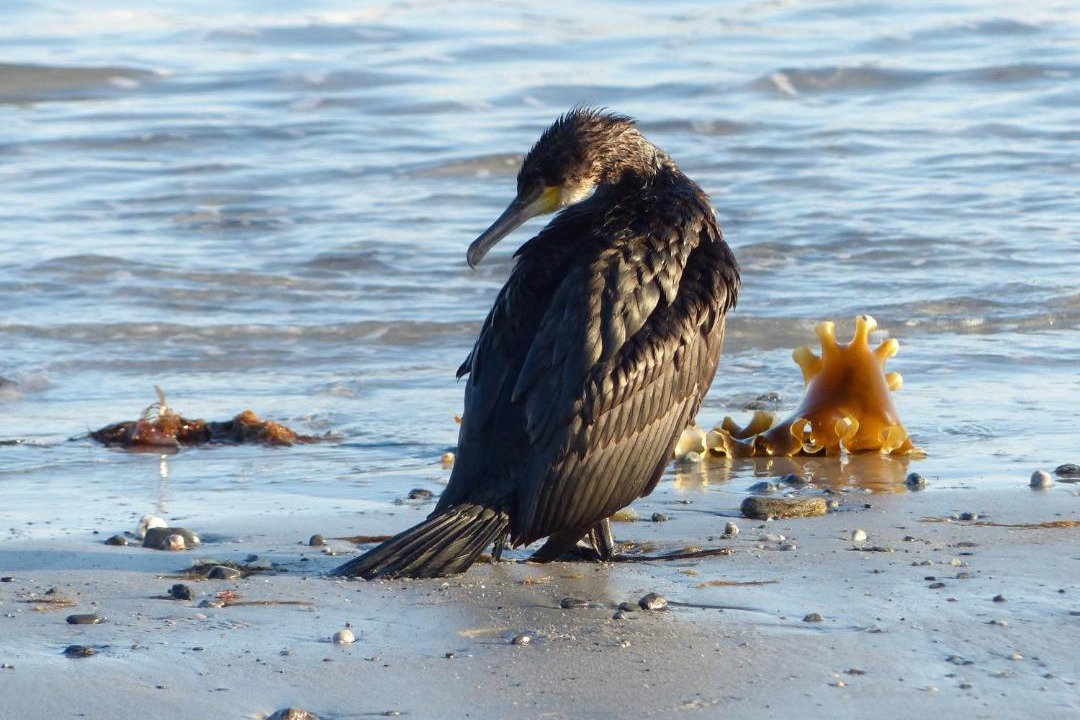 Photo of Others in Shag Harbour