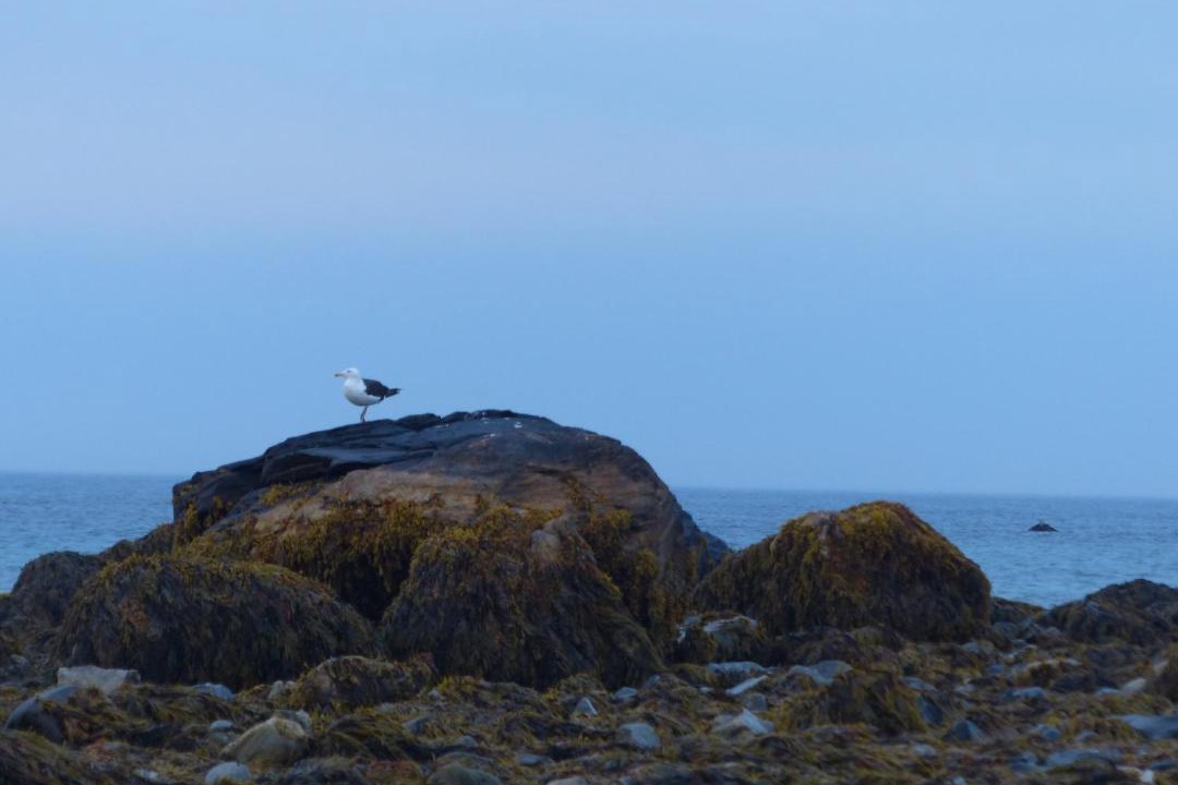 Photo of Others in Shag Harbour