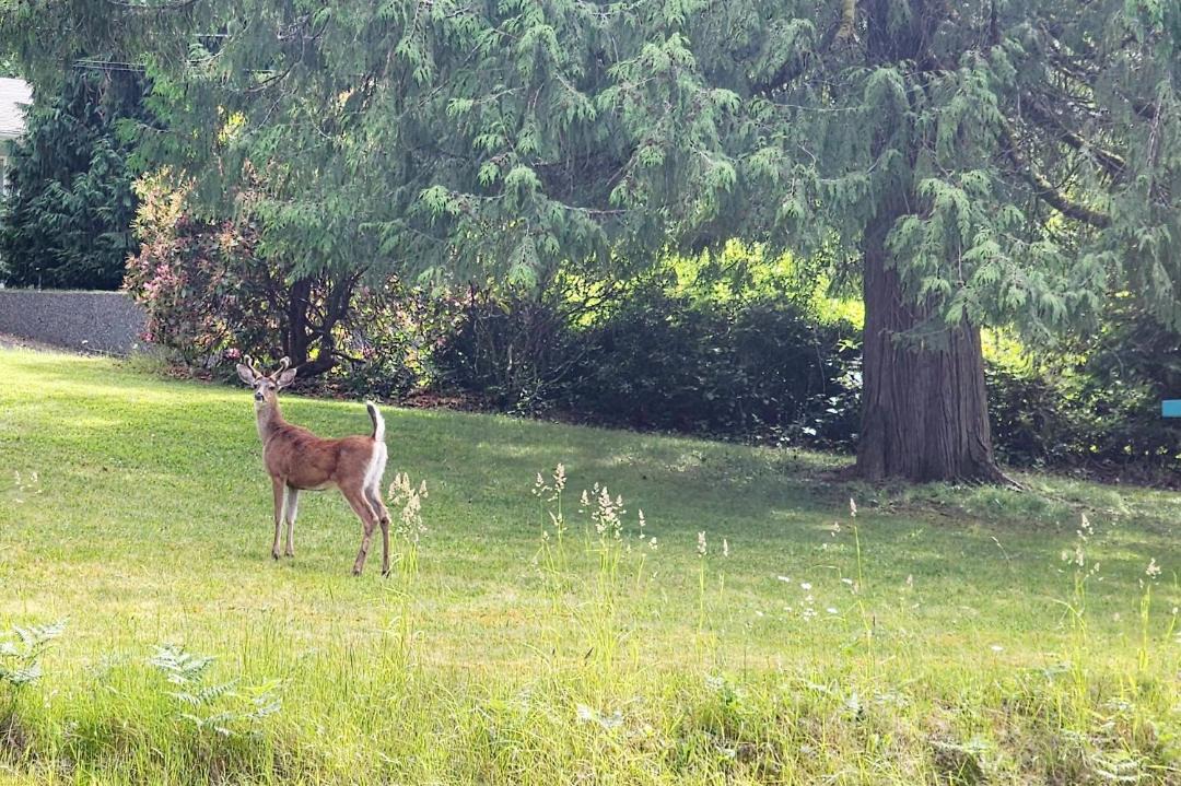 Photo of Others in Regional District of Nanaimo