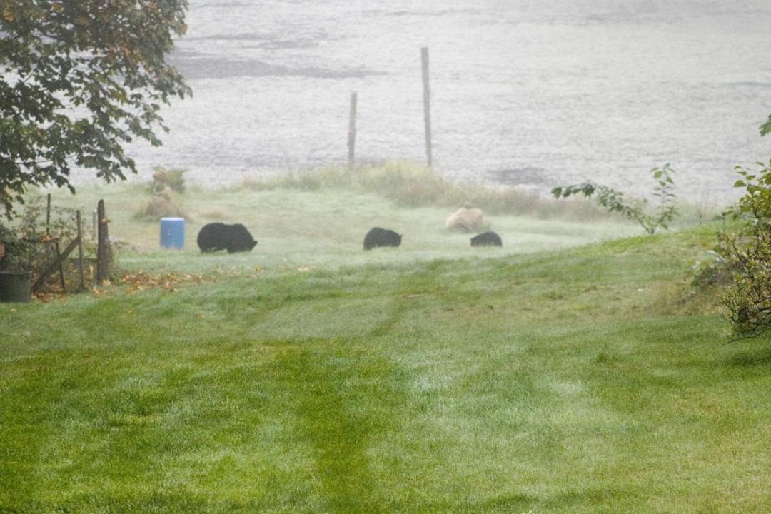 Photo of Others in Port Alberni