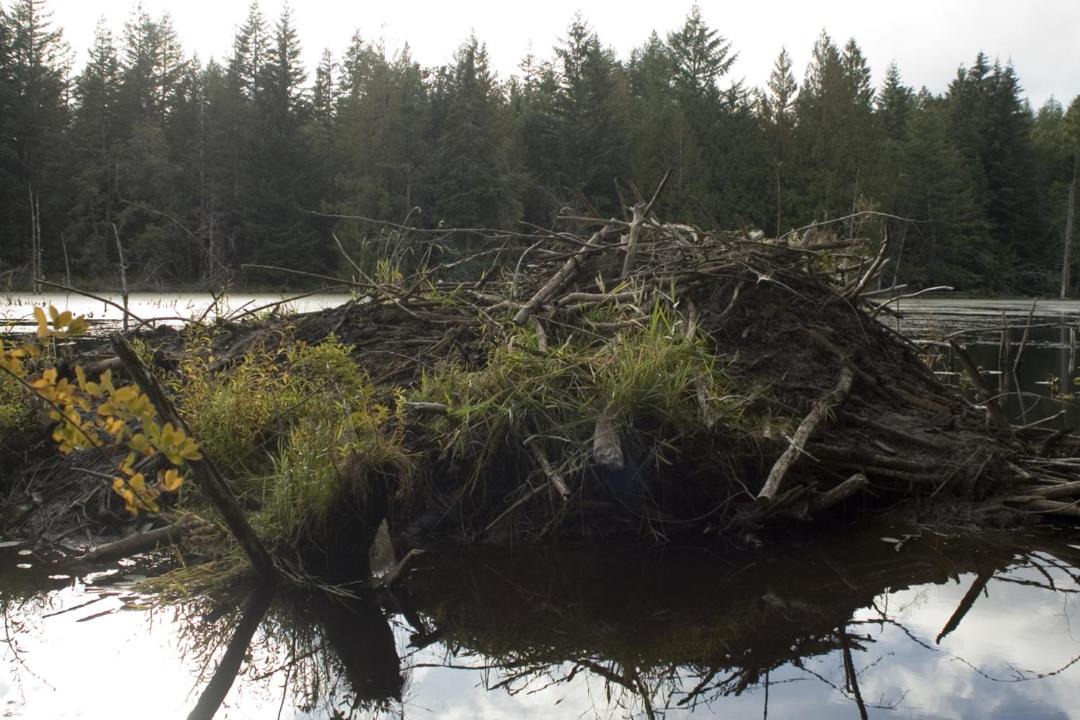 Photo of Others in Port Alberni