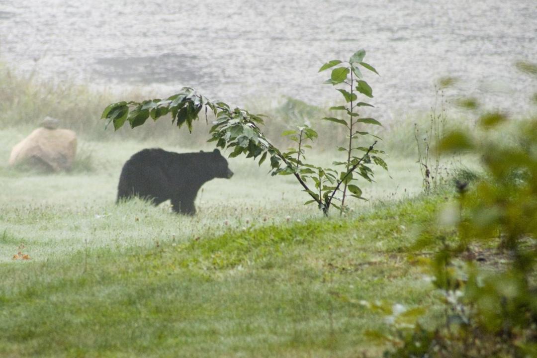 Photo of Others in Port Alberni
