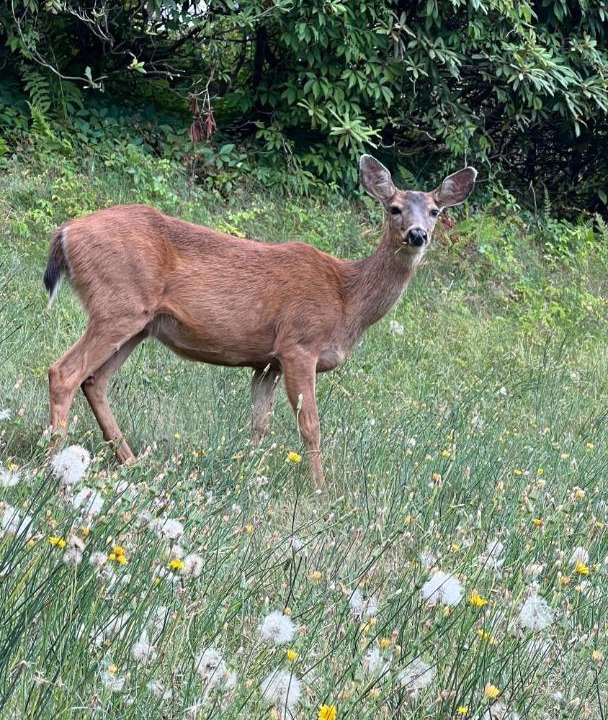 Photo of Others in Chilliwack