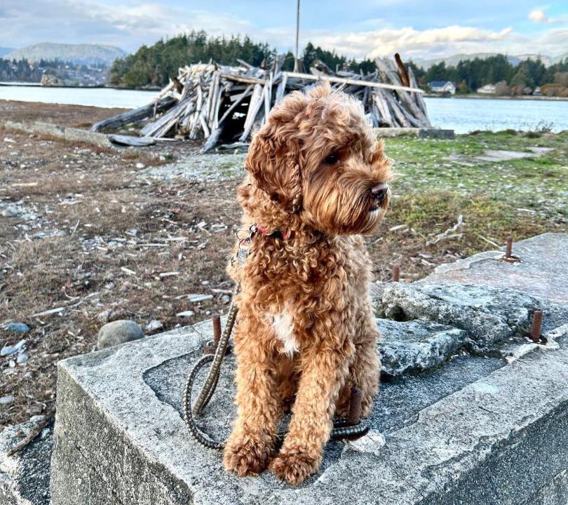 Photo of Others in Sooke